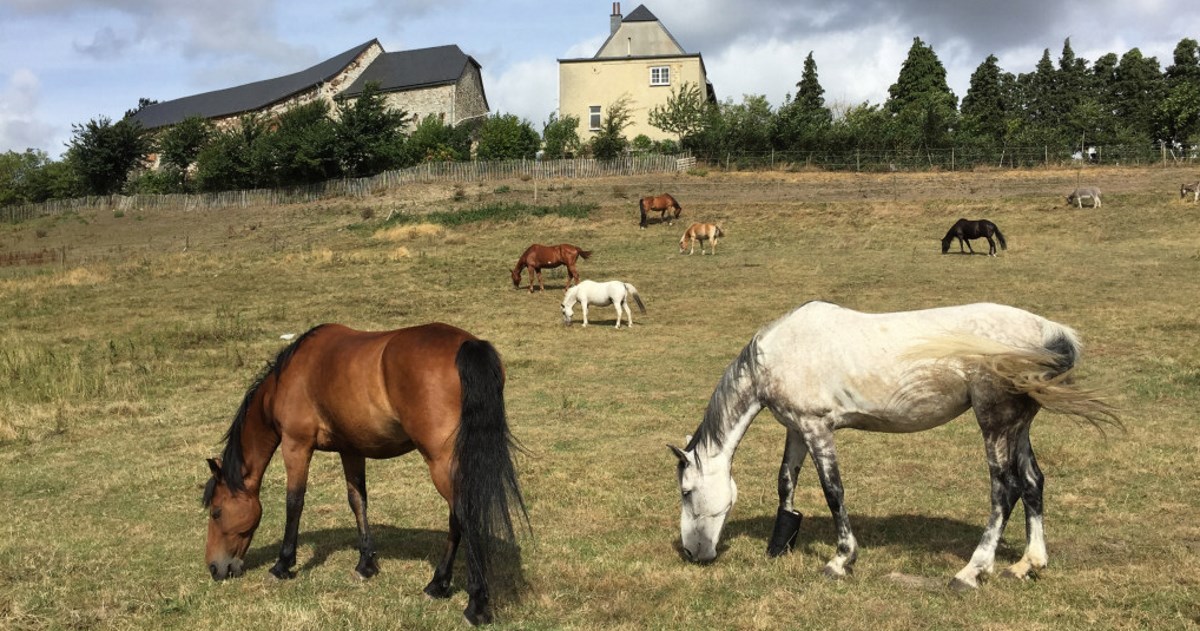 Les Compagnons des Prés. Cheval et Pleine Conscience